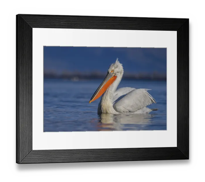 Framed Print : Dalmatian Pelican (Pelecanus crispus) Framed Print : Dalmatian Pelican (Pelecanus crispus)