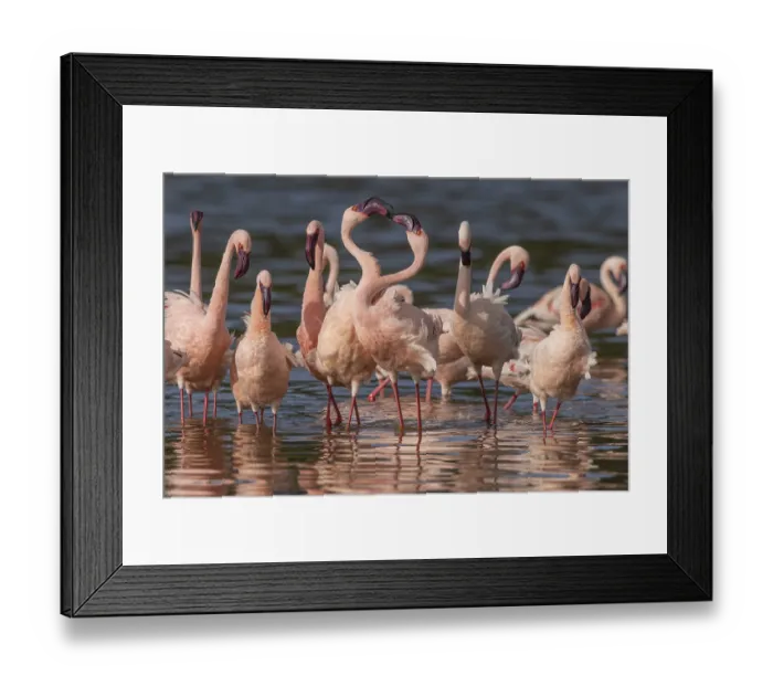 Framed Print : Lesser Flamingos (Phoeniconaias minor) Framed Print : Lesser Flamingos (Phoeniconaias minor)