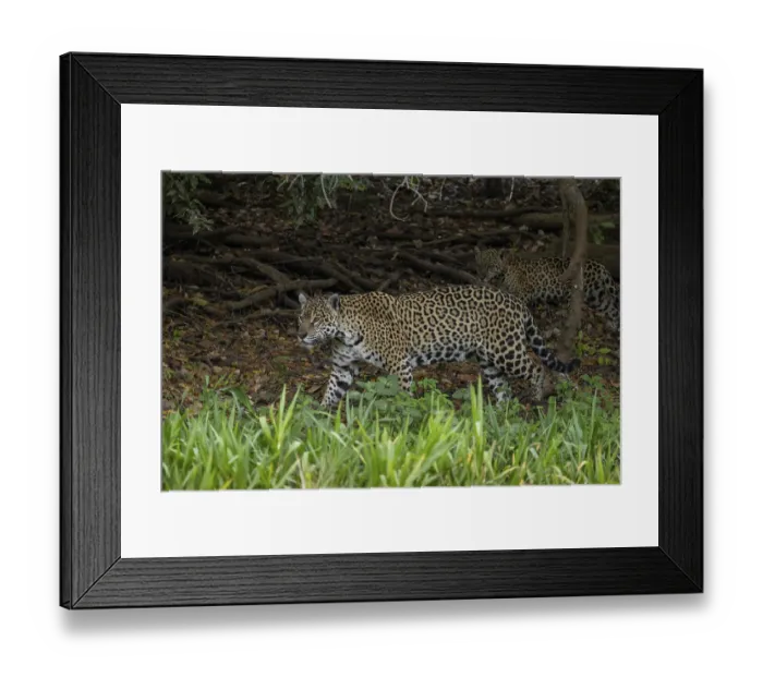 Framed Print : Jaguar (Panthera onca), mother and child Framed Print : Jaguar (Panthera onca), mother and child