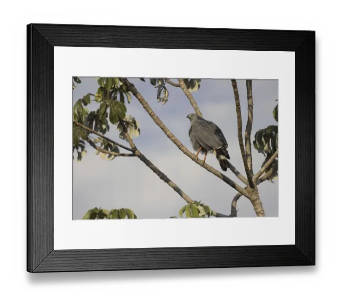 Framed Print : Stilt Buzzard (Geranospiza caerulescens)