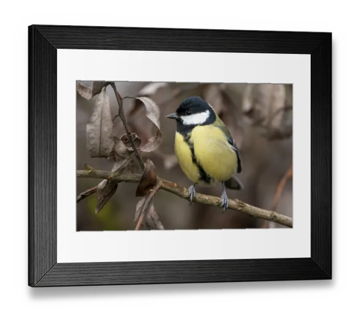 Framed Print : Great tit (Parus major) sitting on a branch in winter