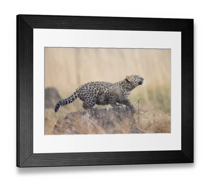 Framed Print : Indian indian leopard (Panthera pardus fusca) young in a forest Framed Print : Indian indian leopard (Panthera pardus fusca) young in a forest