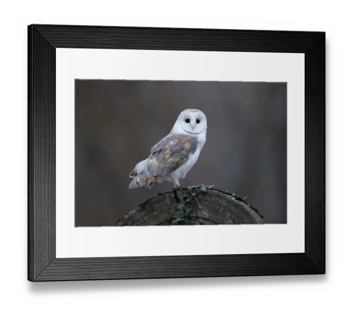 Framed Print : Common barn owl (Tyto alba), on a gravestone Framed Print : Common barn owl (Tyto alba), on a gravestone