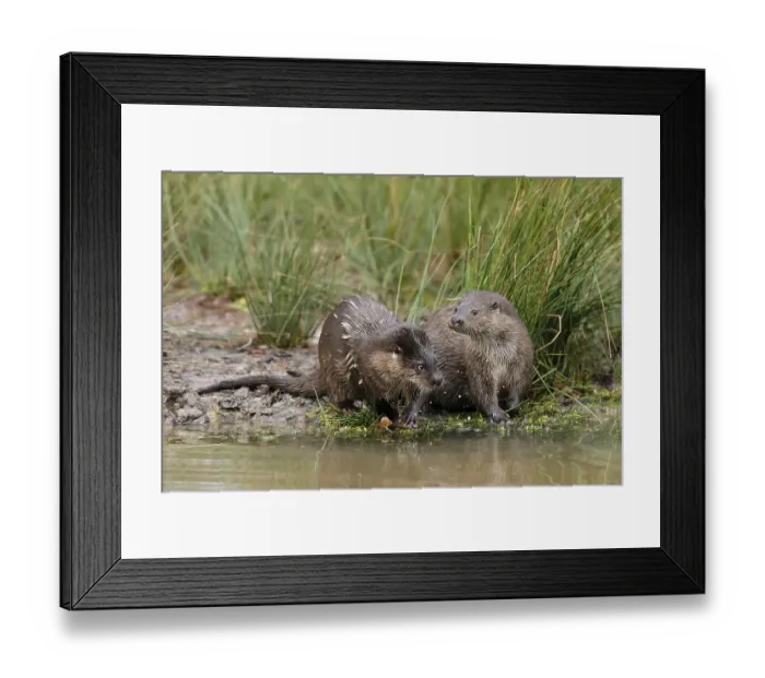 Framed Print : Two young european otter (Lutra lutra)