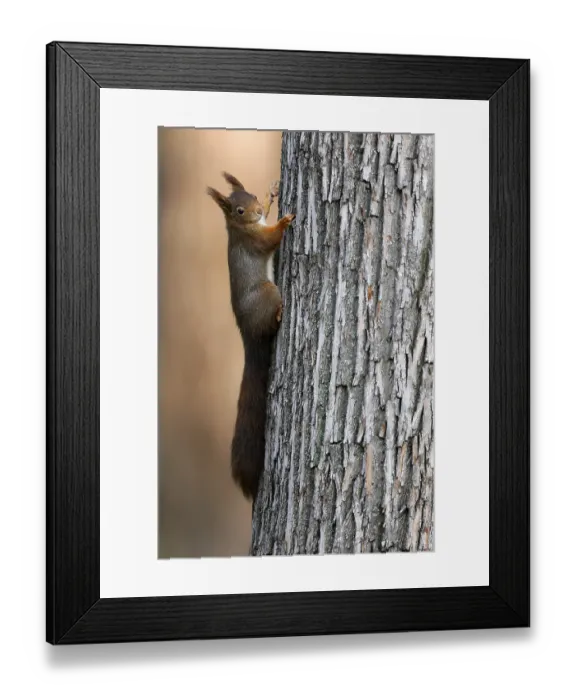 Framed Print : Eurasian red squirrel (Sciurus vulgaris) climbing a tree