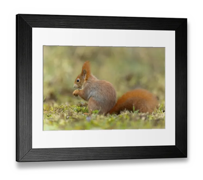 Framed Print : Eurasian red squirrel (Sciurus vulgaris) in a meadow