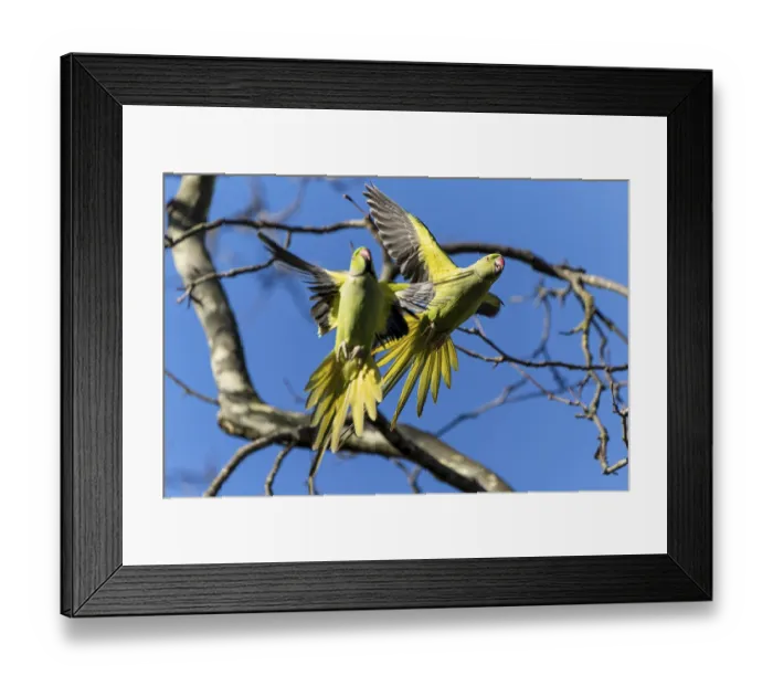 Framed Print : Two rose-ringed parakeet (Psittacula krameri) in flight