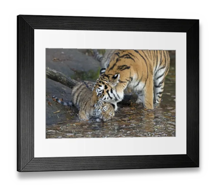 Framed Print : A young tiger playing in the water next to a tree trunk
