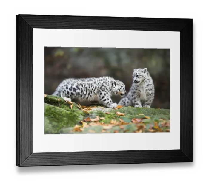 Framed Print : Two playing snow leopard cubs on a mossy rock