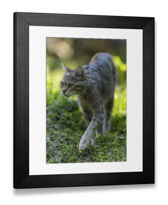 Framed Print : A wildcat walking through the green grass Framed Print : A wildcat walking through the green grass