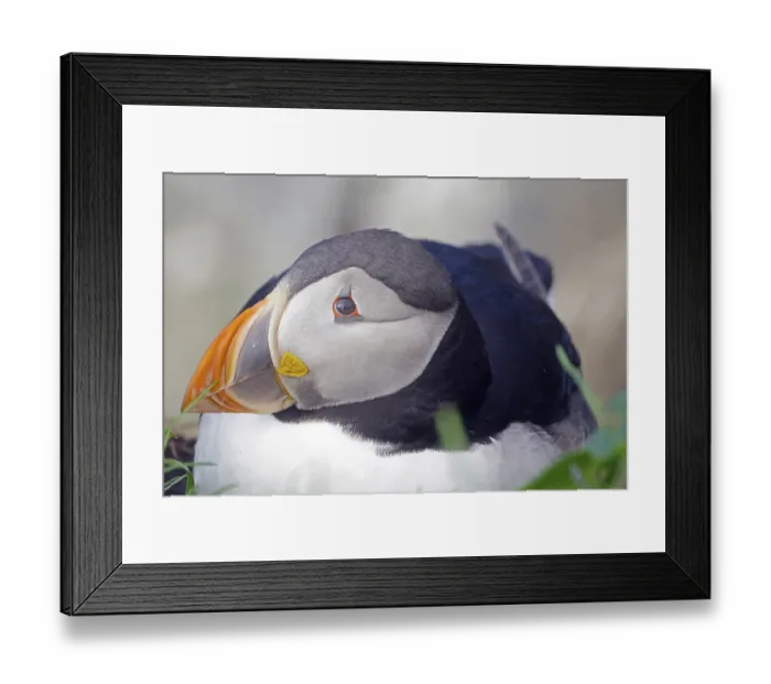 Framed Print : Puffin, Hornoeya, Vardoe, Finnmark