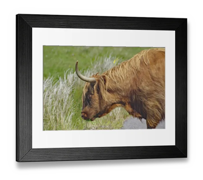Framed Print : Highland cattle eating grass by the roadside