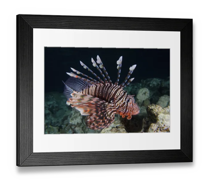 Framed Print : Pacific red lionfish (Pterois volitans) at night Framed Print : Pacific red lionfish (Pterois volitans) at night