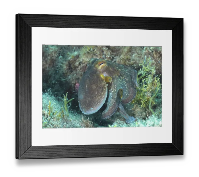 Framed Print : Common Octopus (Octopus vulgaris) Framed Print : Common Octopus (Octopus vulgaris)