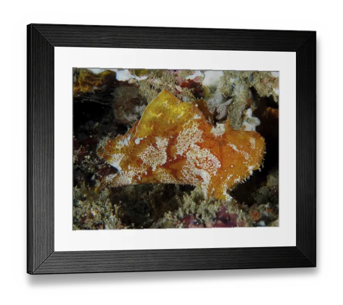 Framed Print : Red leaf scorpionfish (Taenianotus triacanthus) Framed Print : Red leaf scorpionfish (Taenianotus triacanthus)