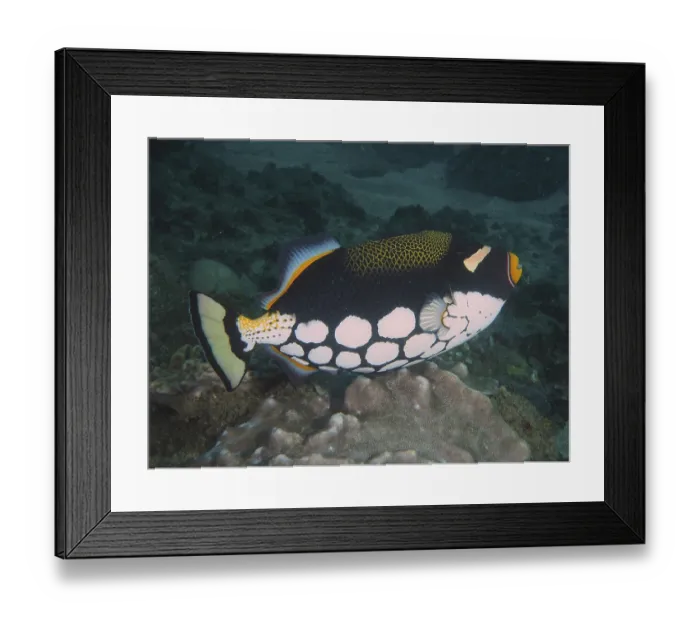 Framed Print : Clown triggerfish (Balistoides conspicillum)