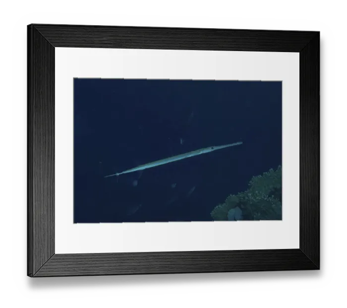 Framed Print : Bluespotted cornetfish (Fistularia commersonii) Framed Print : Bluespotted cornetfish (Fistularia commersonii)