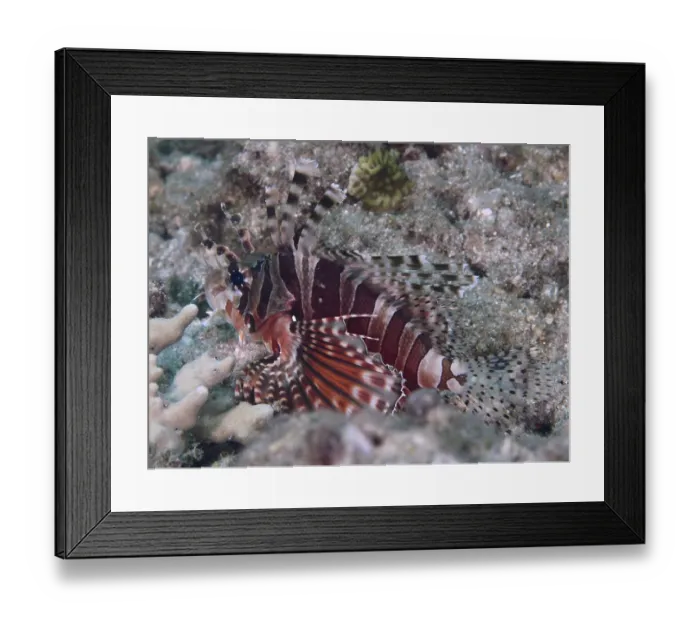 Framed Print : A striped fish, zebra lionfish (Dendrochirus zebra) Framed Print : A striped fish, zebra lionfish (Dendrochirus zebra)