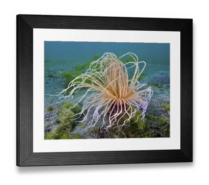 Framed Print : Underwater photo of a filigree cylinder rose (Cerianthus filiformis) with spreading tentacles