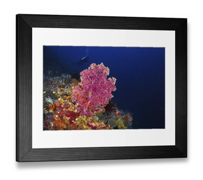 Framed Print : Pink Godeffroy's soft coral (Siphonogorgia godeffroyi)