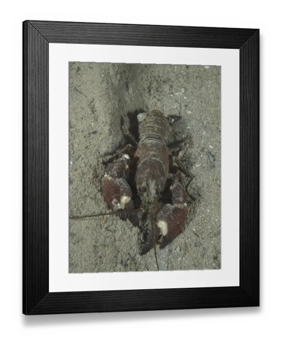 Framed Print : A crayfish with strong claws, signal crayfish (Pacifastacus leniusculus) Framed Print : A crayfish with strong claws, signal crayfish (Pacifastacus leniusculus)