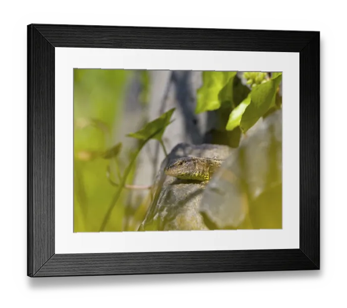 Framed Print : Sand lizard (Lacerta agilis), Wetzlar Framed Print : Sand lizard (Lacerta agilis), Wetzlar
