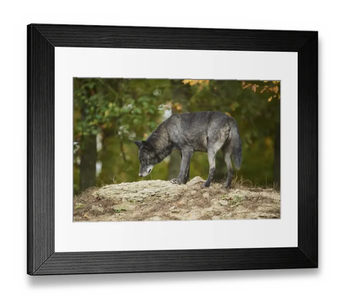 Framed Print : Eastern wolf (Canis lupus lycaon) standing on a hill Framed Print : Eastern wolf (Canis lupus lycaon) standing on a hill