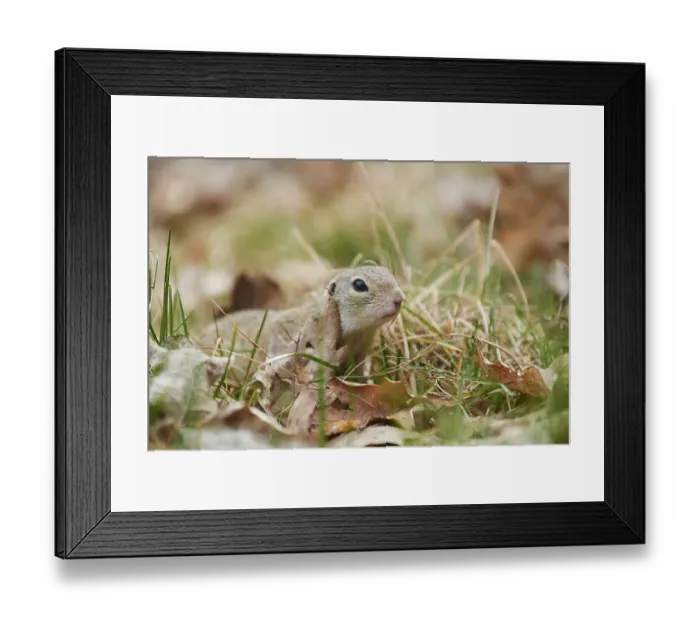 Framed Print : European ground squirrel (Spermophilus citellus) on a meadow Framed Print : European ground squirrel (Spermophilus citellus) on a meadow