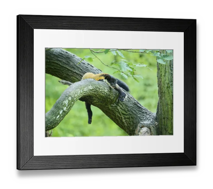 Framed Print : Yellow-throated marten (Martes flavigula) lying on a tree