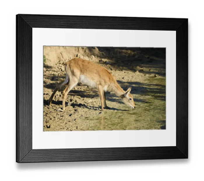 Framed Print : Southern lechwe (Kobus leche) next to a water pond in the dessert