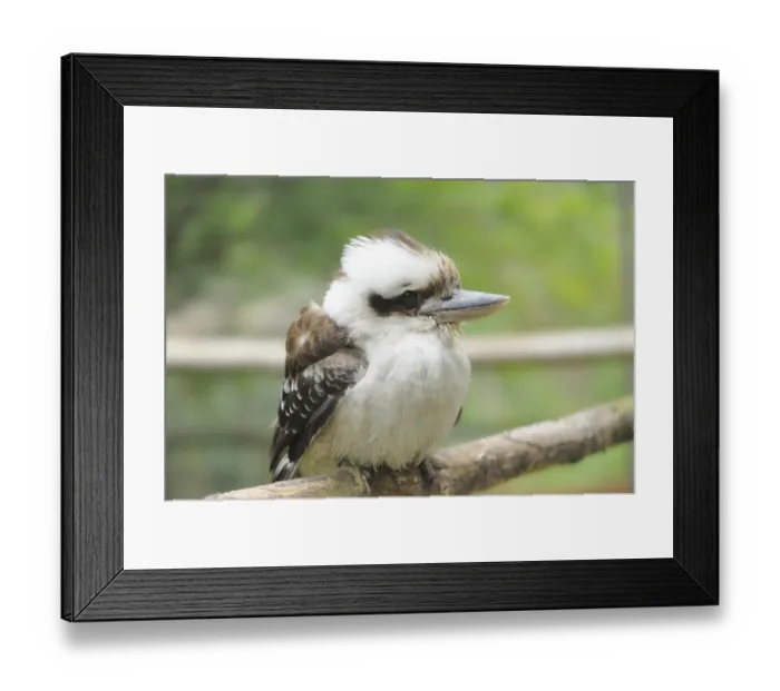 Framed Print : Close-up of a Laughing Kookaburra (Dacelo novaeguineae)
