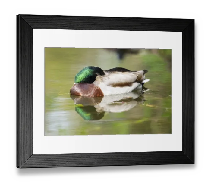 Framed Print : Wild duck (Anas platyrhynchos) male swimming on a lake