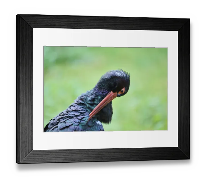 Framed Print : Black stork (Ciconia nigra) in a forest