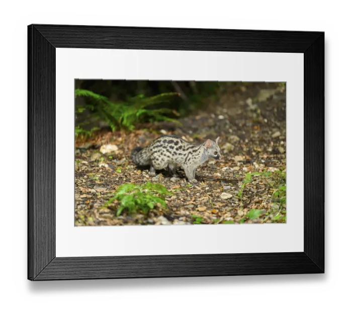 Framed Print : Common genet (Genetta genetta)