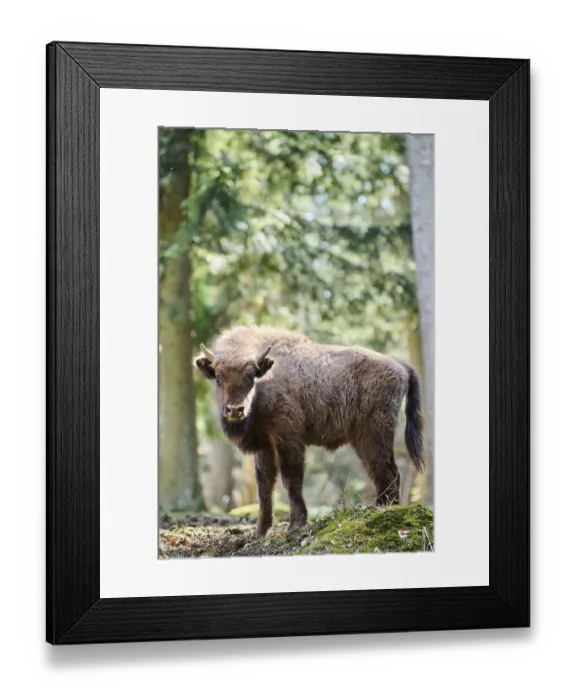 Framed Print : European bison (Bison bonasus) youngster in a forest in spring