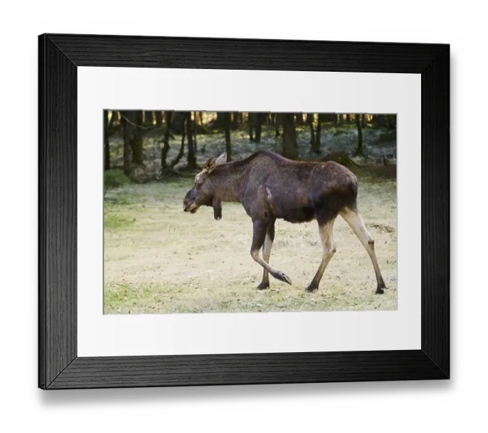 Framed Print : Elk (Alces alces) standing on a meadow on the edge of a forest Framed Print : Elk (Alces alces) standing on a meadow on the edge of a forest