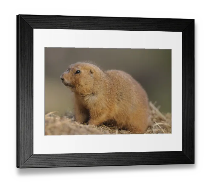 Framed Print : A brown prairie dog sits on a pile of straw and looks to the side Framed Print : A brown prairie dog sits on a pile of straw and looks to the side