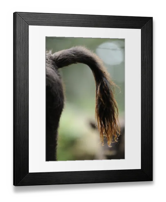 Framed Print : Close-up of the tail of a bison in the forest Framed Print : Close-up of the tail of a bison in the forest