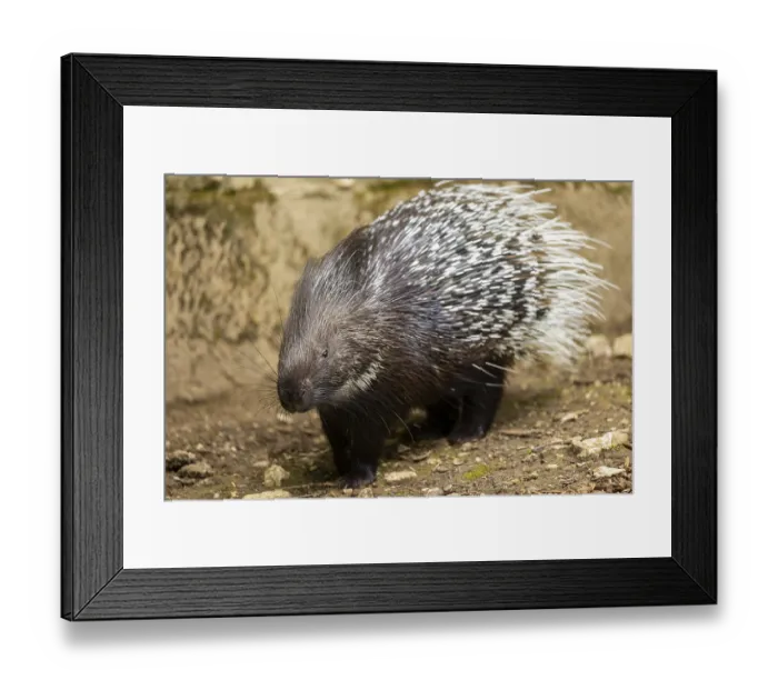 Framed Print : Old World porcupines (Hystrix cristata)