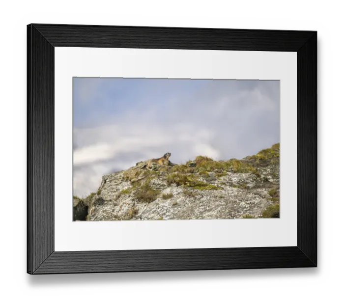 Framed Print : Alpine marmot (Marmota marmota) in autumn Framed Print : Alpine marmot (Marmota marmota) in autumn