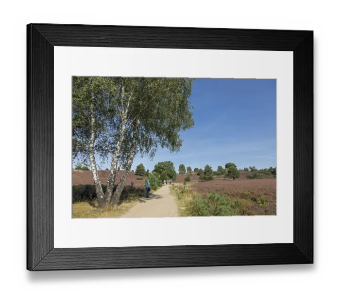 Framed Print : Heather blossom, path, hiker, trees