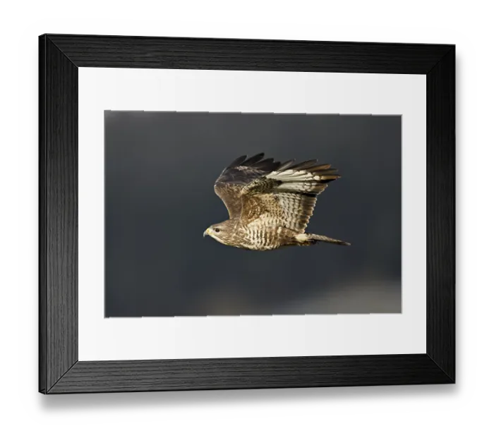 Framed Print : Common buzzard (Buteo buteo), in flight