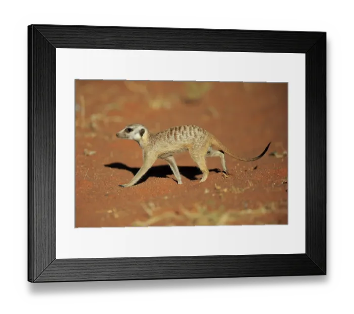 Framed Print : Meerkat (Suricata suricatta), adult
