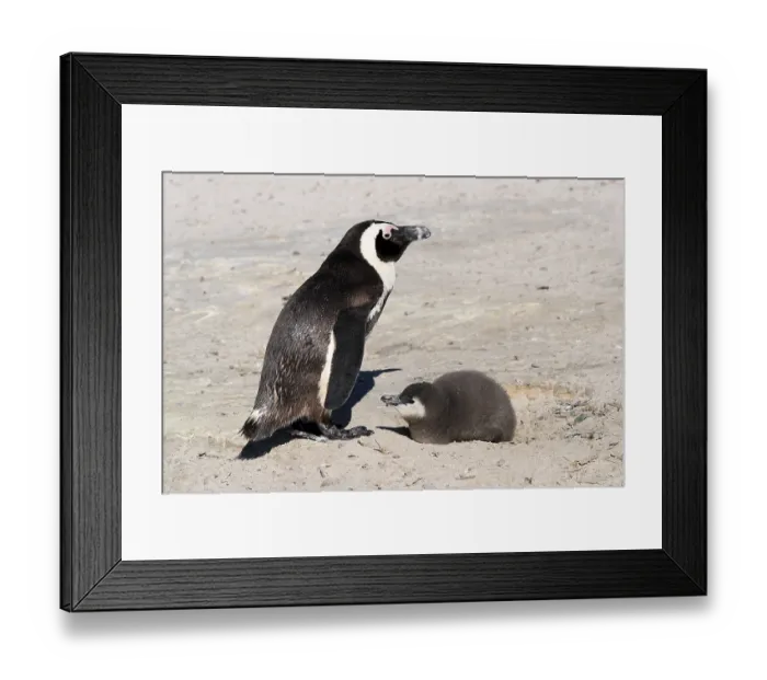 Framed Print : African penguin (Spheniscus demersus)