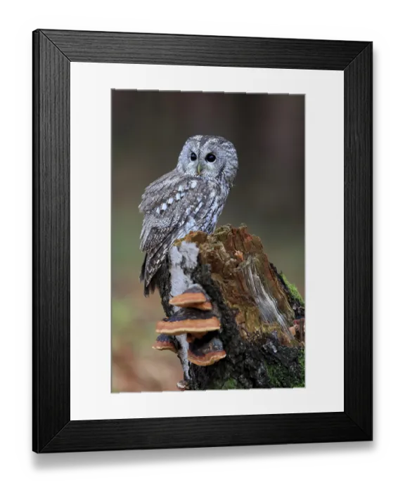 Framed Print : Tawny Owl (Strix aluco), adult