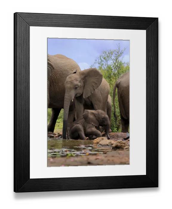 Framed Print : African elephant (Loxodonta africana) Framed Print : African elephant (Loxodonta africana)