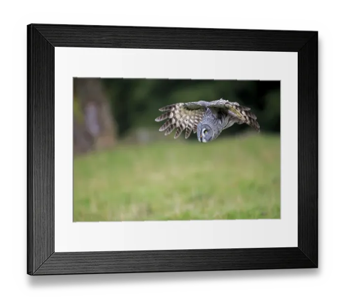 Framed Print : Bearded Owl (Strix nebulosa), adult