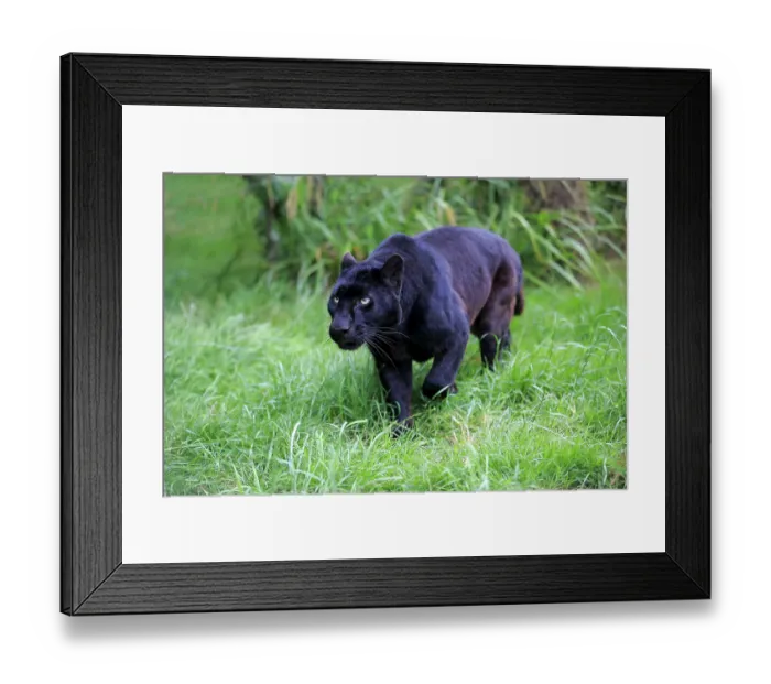 Framed Print : Leopard, Black panther (Panthera pardus) Framed Print : Leopard, Black panther (Panthera pardus)