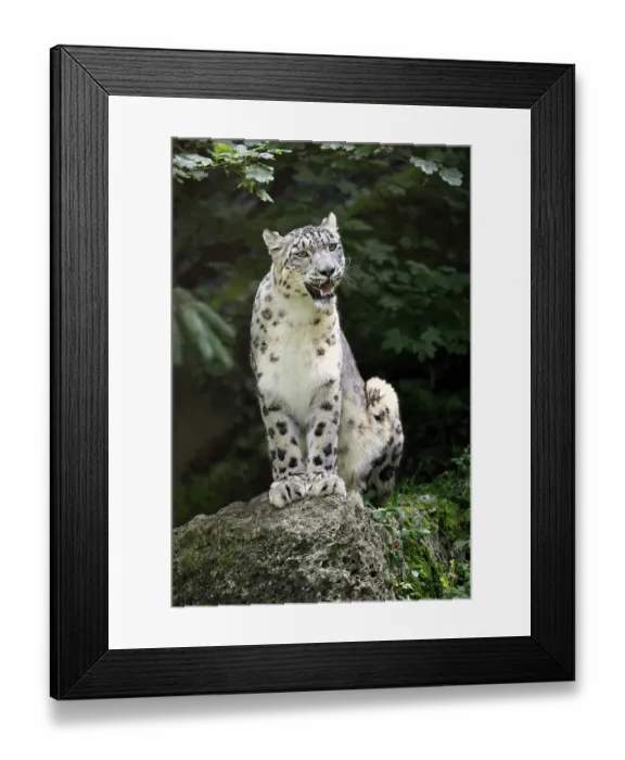 Framed Print : Snow leopard (Uncia uncia), adult Framed Print : Snow leopard (Uncia uncia), adult