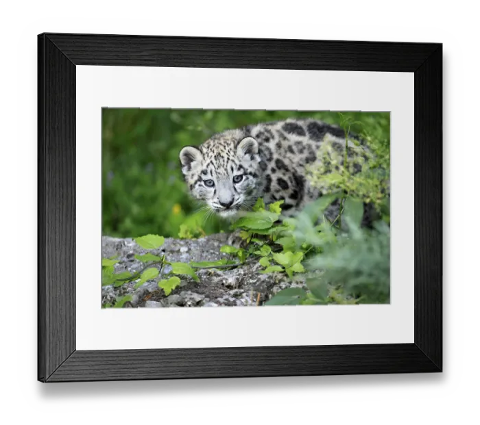 Framed Print : Snow leopard (Uncia uncia), young